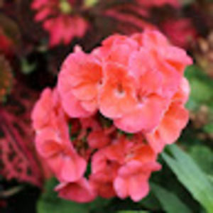 Meet your Posher, Corrine